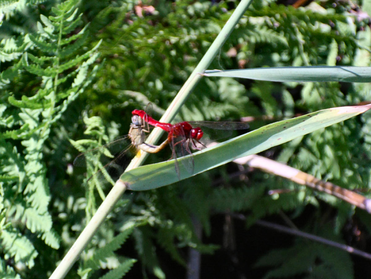 Crocothemis erythraea - accoppiamento ?